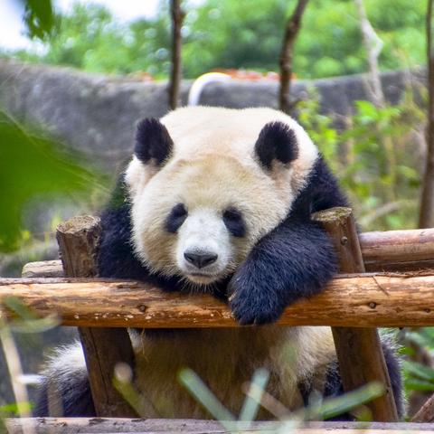 四川成都市区地址有哪些