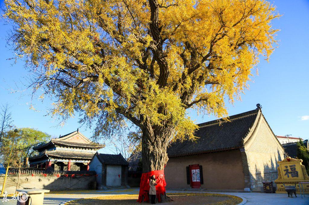 银杏树图片大全,成都有哪些旅游景点?