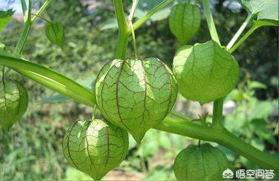 洋姑娘的营养价值灯笼果是哪里的特产