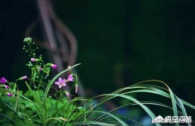 梦见别人把自己当小偷