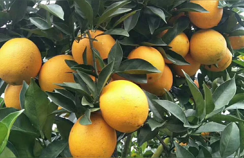 江西赣州有啥好吃的特产水果赣南脐橙优点