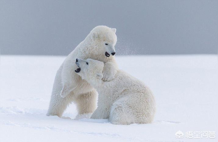 北极熊的皮肤是什么颜色蚂蚁庄园北极熊是什么颜色