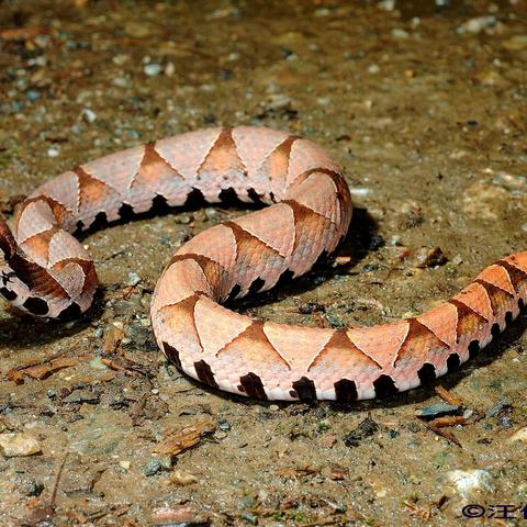 重庆福建哪个更热