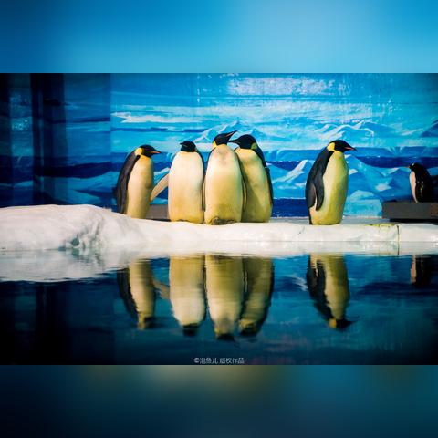 哈尔滨极地馆是不是有企鹅？