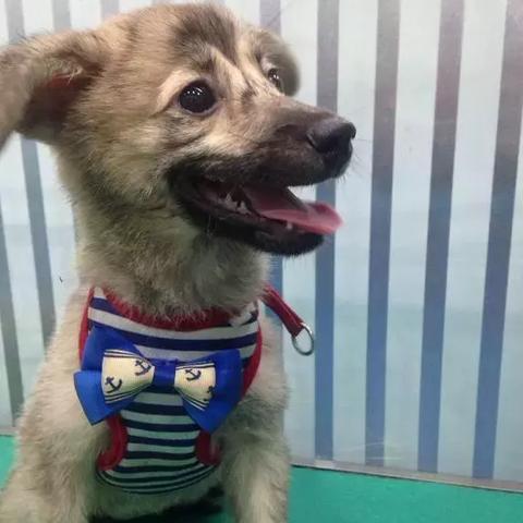 盘点上海宠物寄养一天多少钱相关关键词有哪些