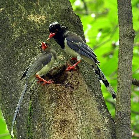饲养全人类免费阅读小说的长尾关键词有哪些