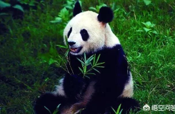 熊猫妈妈吃什么美食（熊猫异形多大能繁殖）