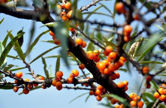 沙棘果维生素c含量比猕猴桃高吗沙棘和树莓哪个更好
