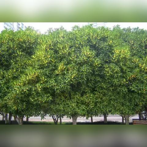 广州种植丹桂的相关长尾关键词有哪些