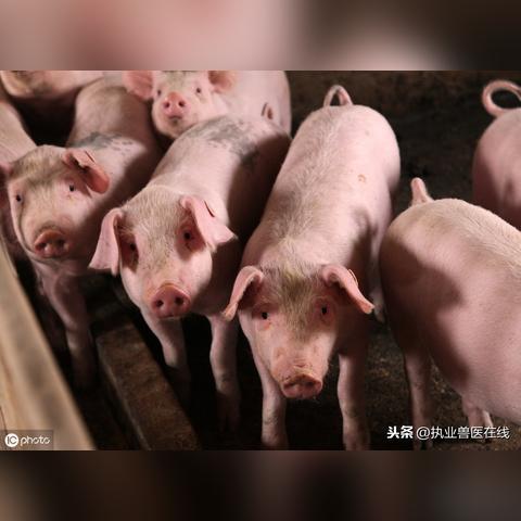 【长沙今日生猪价格】2025年6月8日长沙生猪价格是多少