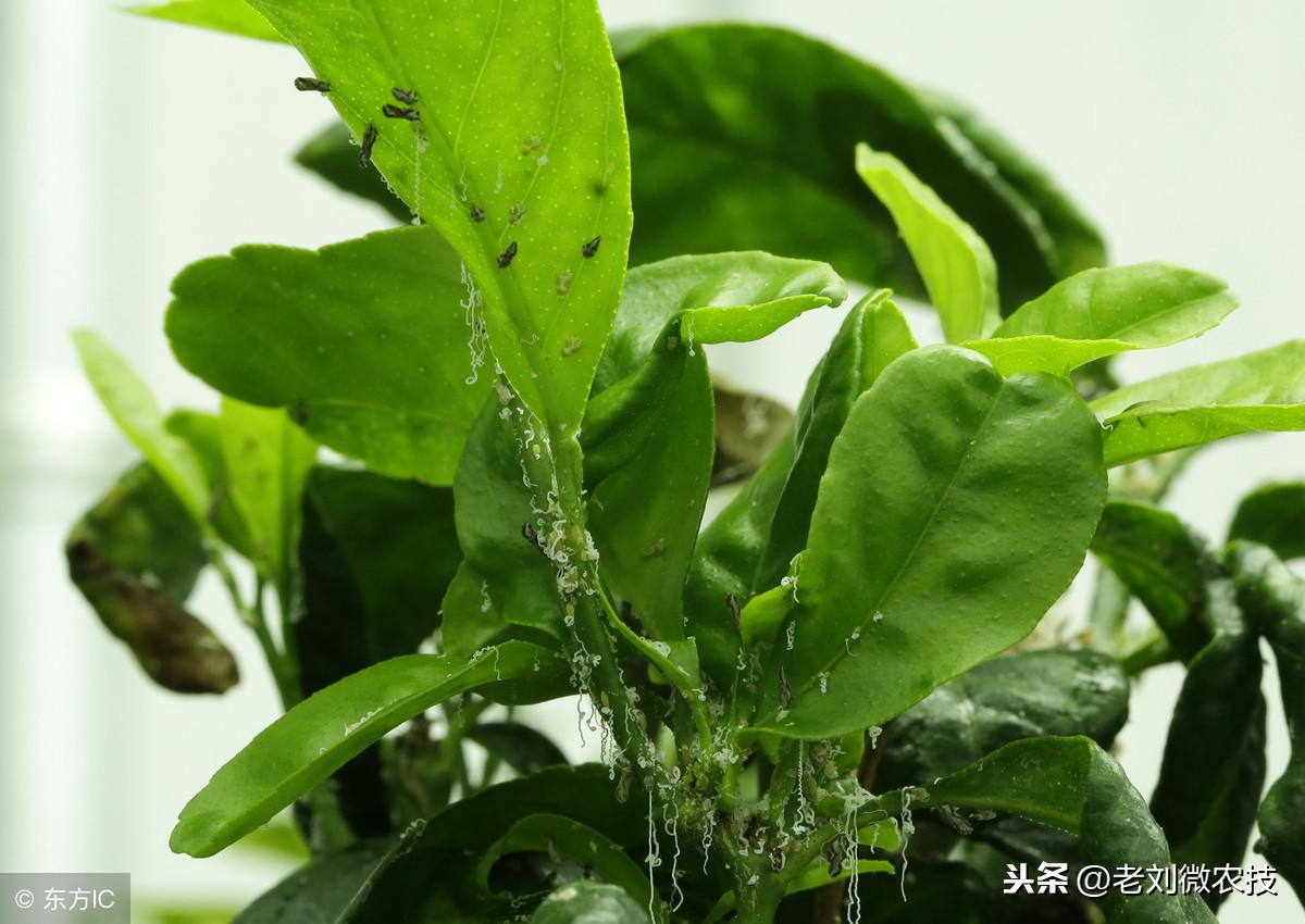 柑橘種植有哪些病蟲(chóng)害防治_柑橘樹(shù)有幾棵有潰瘍病