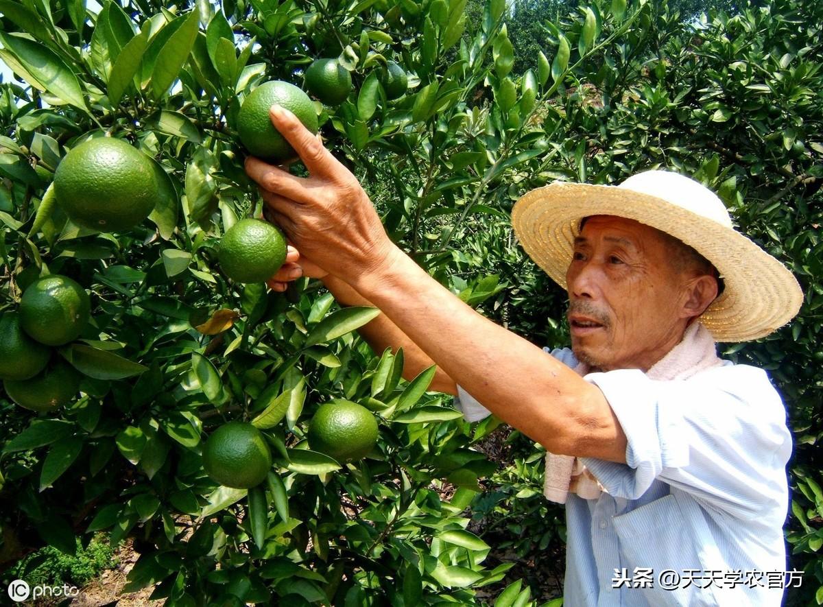 柑橘八月份病蟲害_柑橘實(shí)菌細(xì)菌病害全面解析若何防治