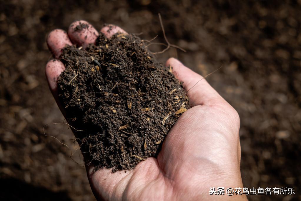 盆栽茶梅用什么土好,什么绿植浇蜂蜜水?