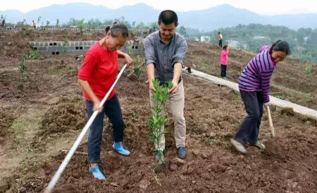 柑橘種植手藝有聲冊(cè)本_幼樹(shù)6月能夠逃尿素嗎