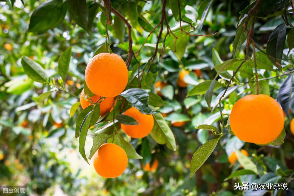 廣東老年柑橘種植手藝要點_柑橘園水肥一體化手藝若何施行