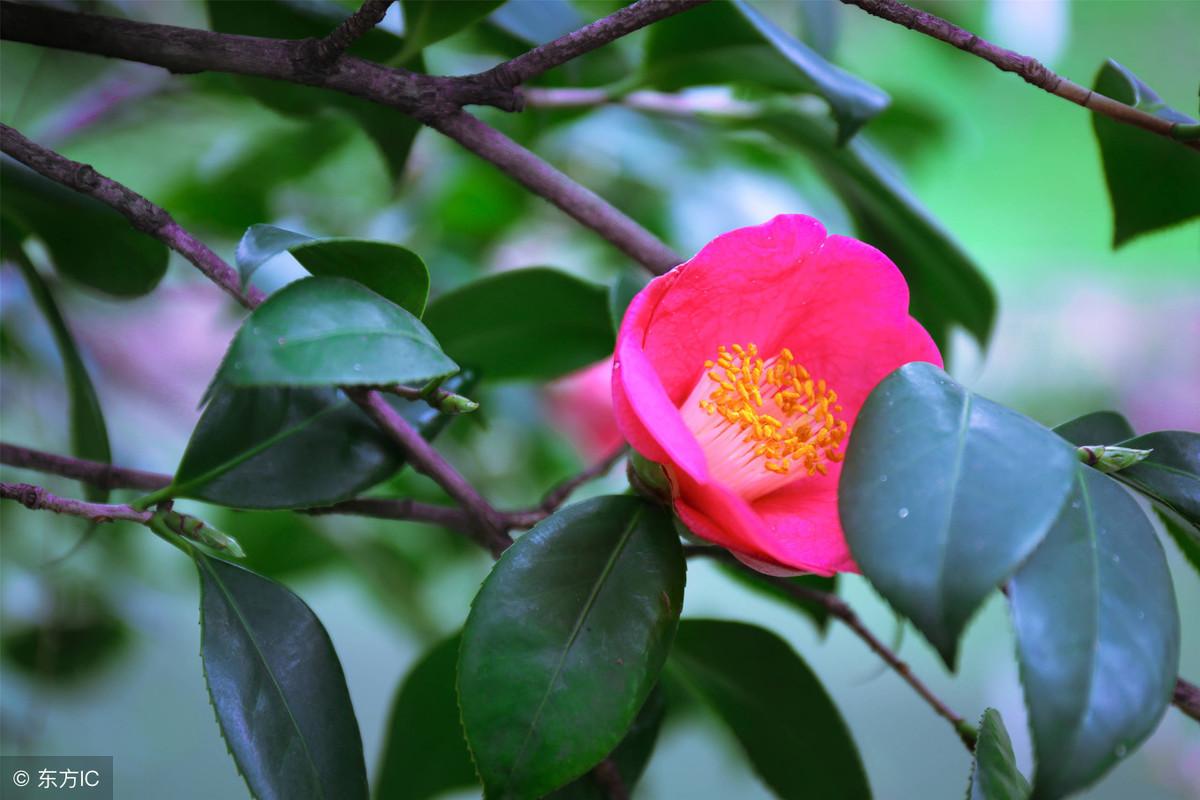 茶花对家里的风水好吗,阳台种两棵茶花好不好?"