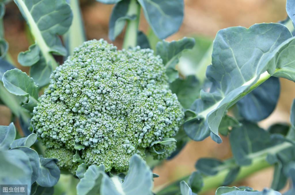 西兰花种植时间和方法和产量,西兰花怎么种植全过程?