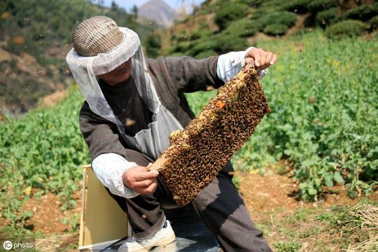 这两年养蜂赚不赚钱？听听养了15年蜂的老蜂农怎么说
