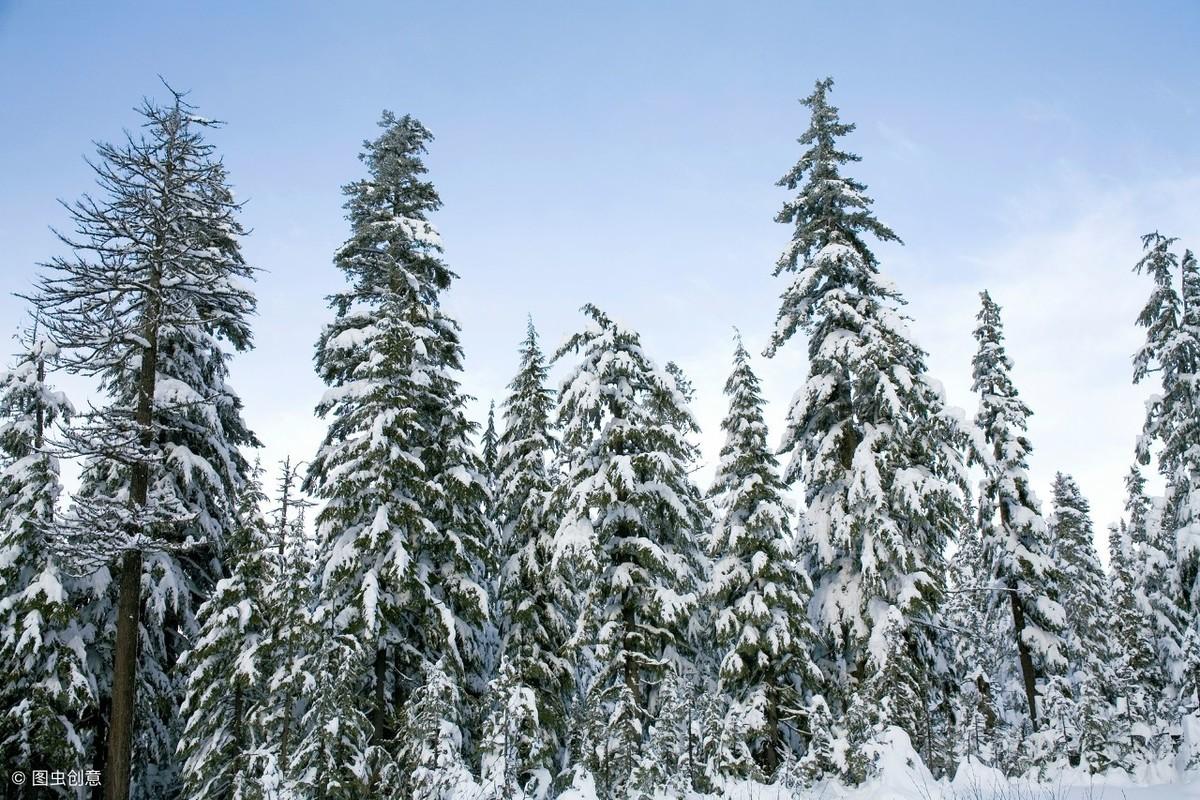 雪松产地在哪里,小桥酒产地?