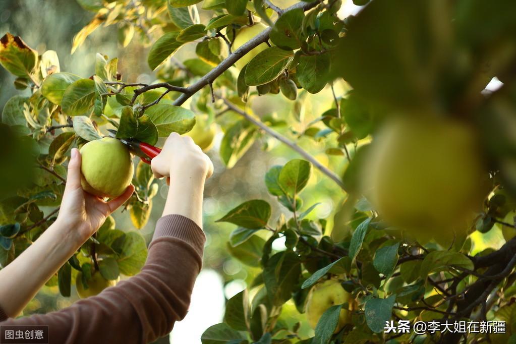 6月柑橘病蟲害防治研究_柑橘種植碰到的4病8害