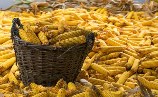 玉米价格最近出现上涨，能不能涨至1.5一斤呢？看完心里有数了