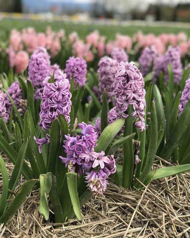 郁金香开花时间,郁金香和蒲公英是一个季节的吗?