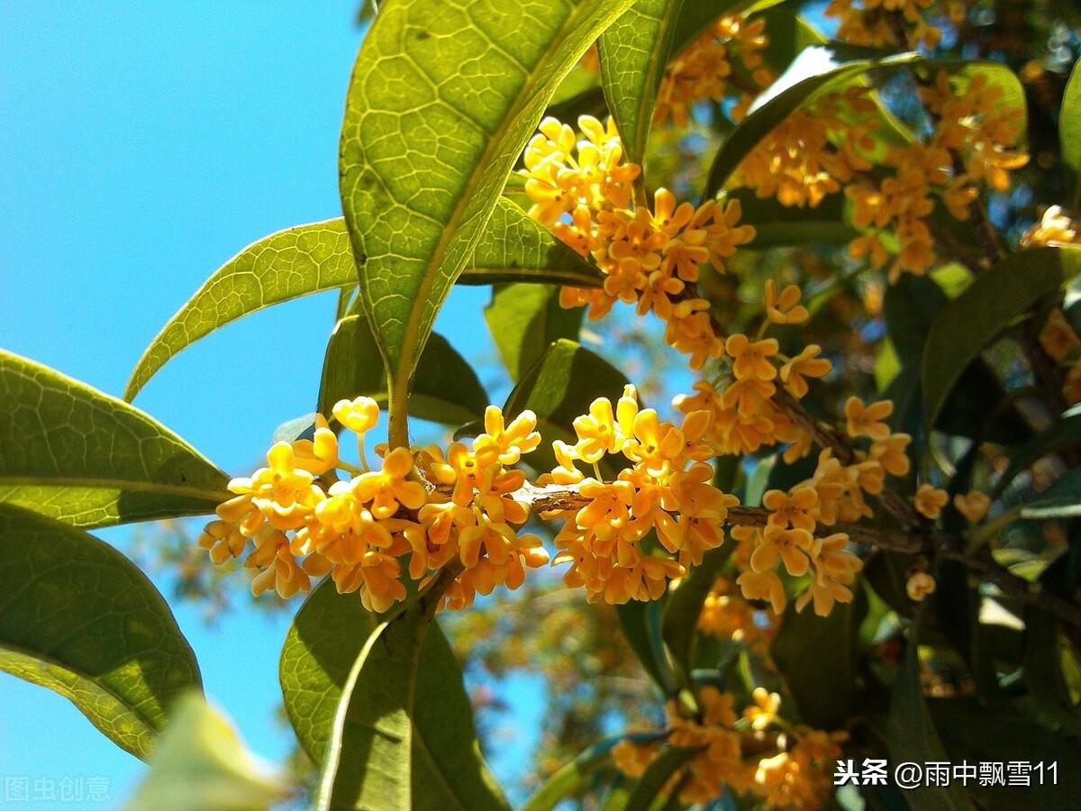 如何挑选好桂花盆栽,桂花容器制作方法?