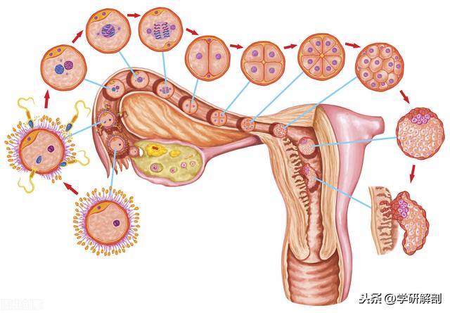 如何有效预防宫外孕？很多人都会忽视第一条