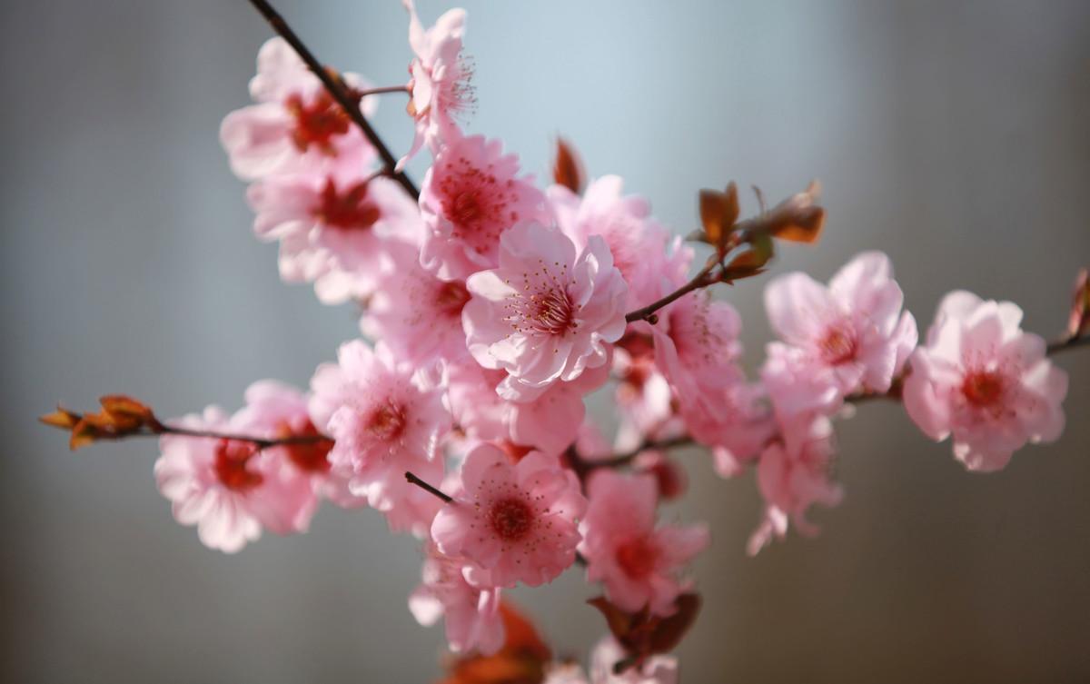 梅花的样子,梅花的样子怎么写?