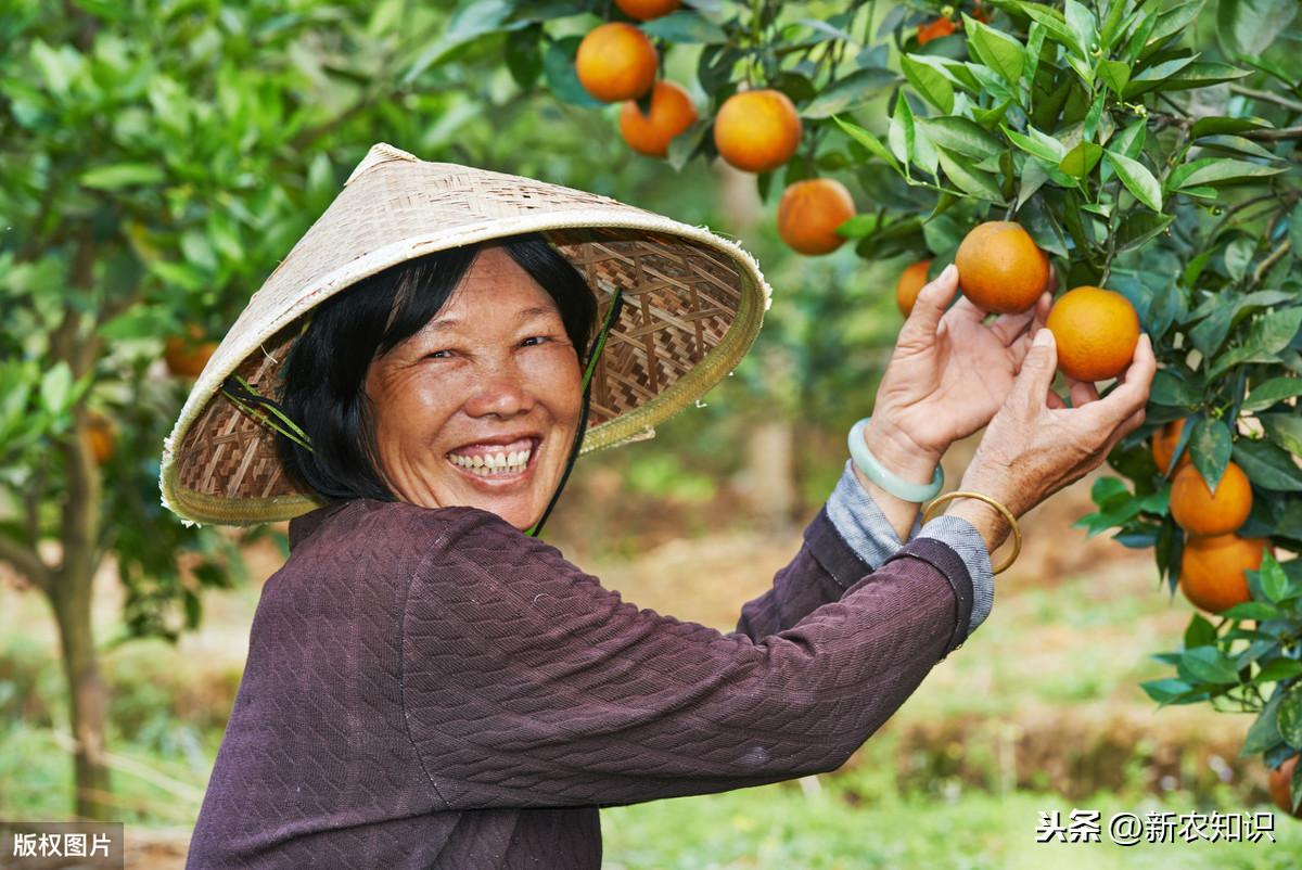 柑橘病蟲害優(yōu)化防治配方_若何繁育出不帶病毒的苗木