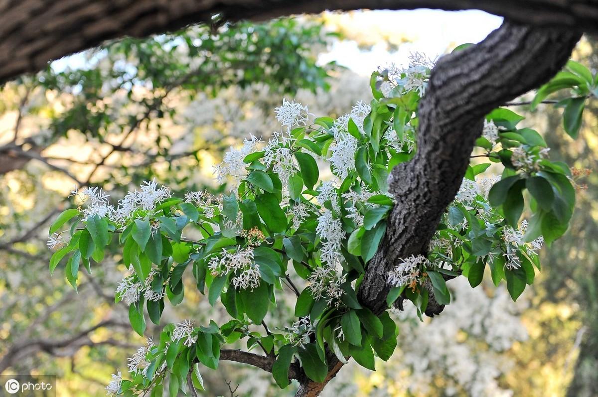 流苏树种子图片,求能在河南种植的名贵树种?