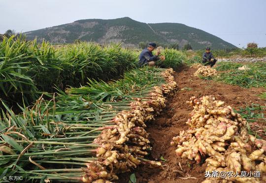 创业不容易，养殖业叫苦连天，种植滞销严重，对此你怎么看呢？
