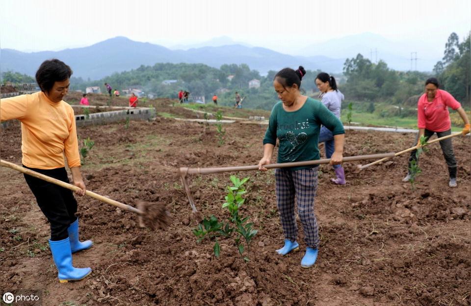 柑橘果園生草種植手藝_果園怎么用有機肥