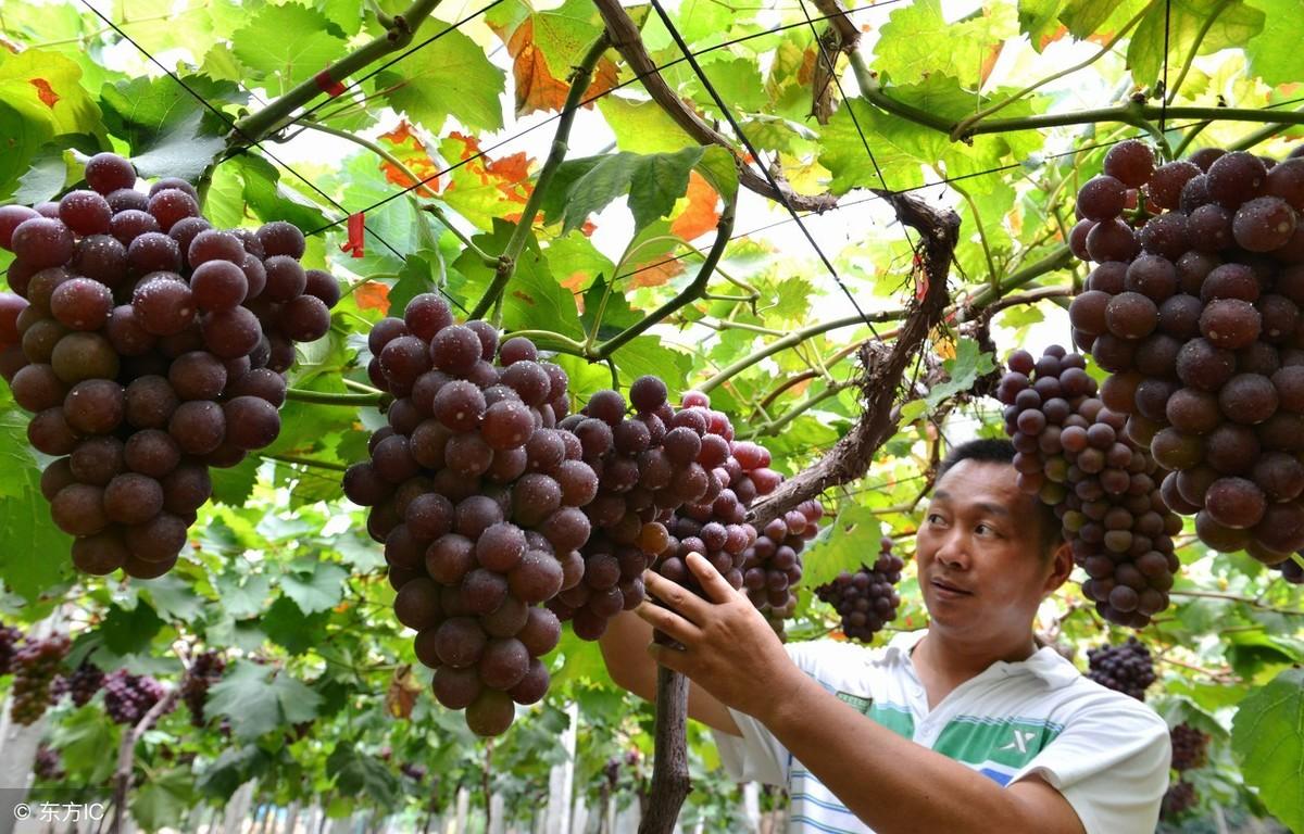 盆栽葡萄整枝,葡萄花穗发黑是什么病?"