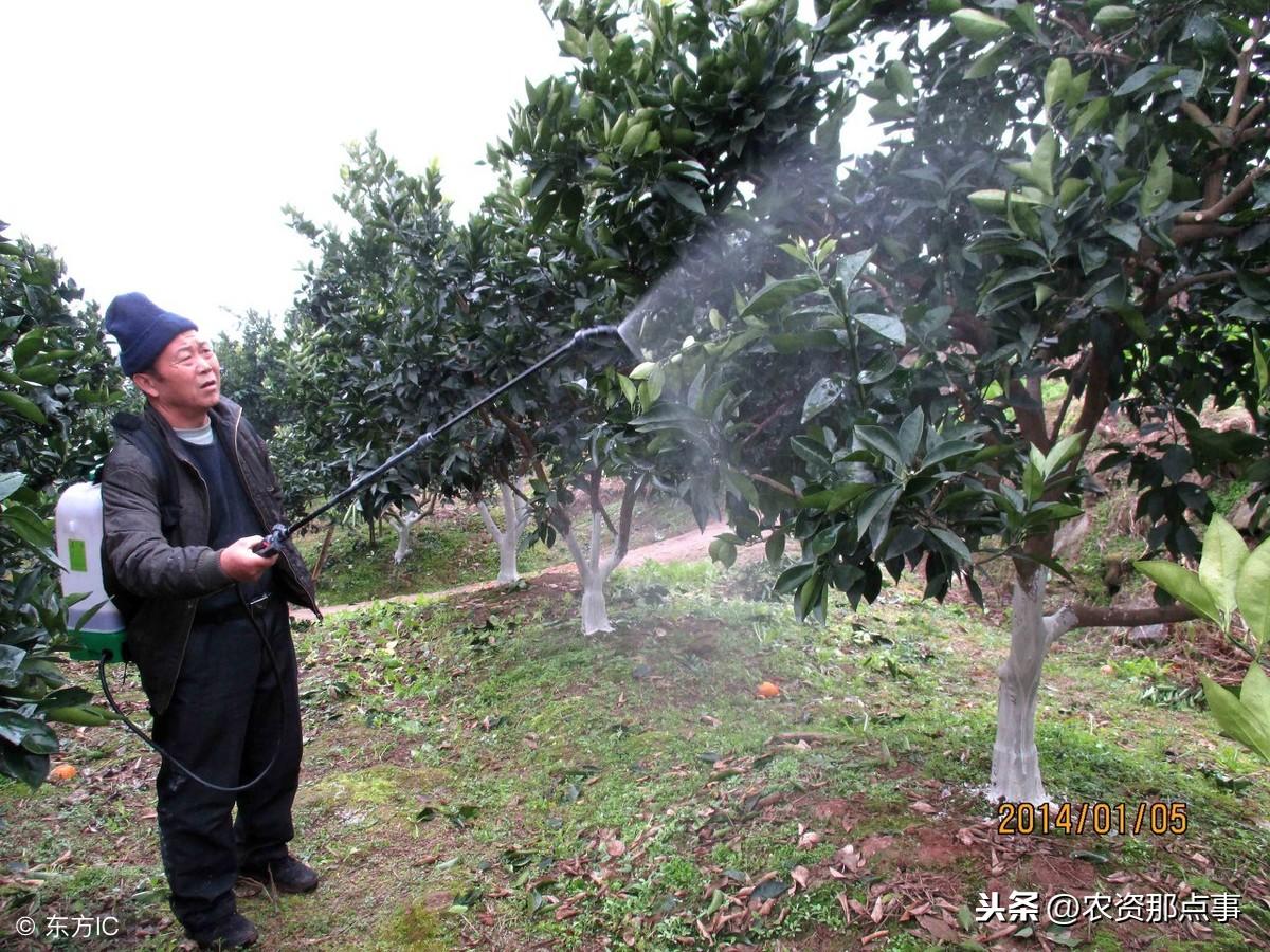 柑橘冬天清園病蟲害防治_冬季時該若何辦理