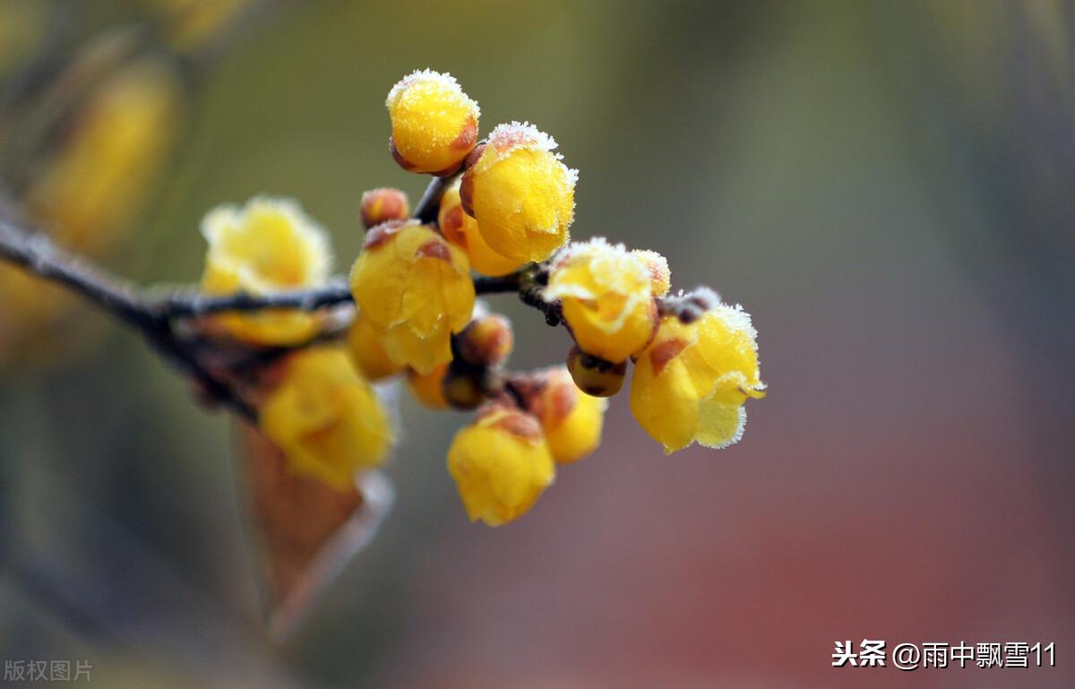 盆栽腊梅烂根,盆栽花卉干透浇透见干见湿怎么解释?"