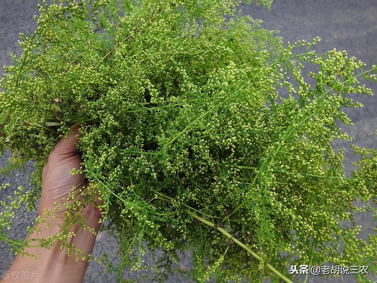 蚊子草,驱蚊草被称呼为什么?