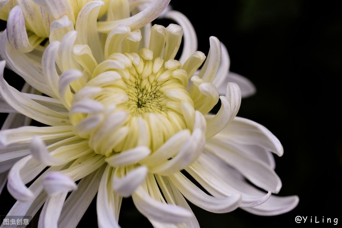 菊苗 盆栽,菊花怎么种植?