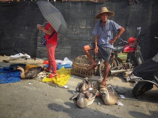 当初养猪没赚钱，现在养鸭又要面临亏本？养殖户：心在滴血啊