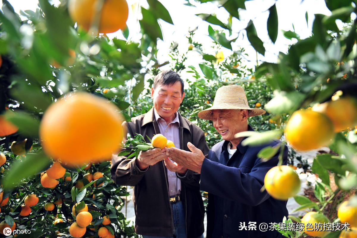 柑橘全年病蟲害防治時(shí)間_柑桔霜霉疫病怎么辦