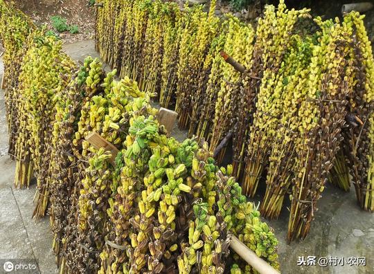 芝麻可用于制作糕点、烧饼、榨油，如今农村种芝麻还赚钱吗？