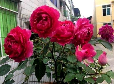 只知道养绿萝吊兰？这3种冷门“开花机”，养一盆就能爆花海