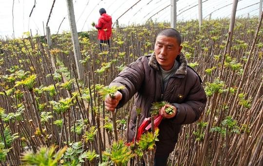 农村小伙半夜不睡觉，打着灯笼地里跑，一晚能挣好几百什么情况