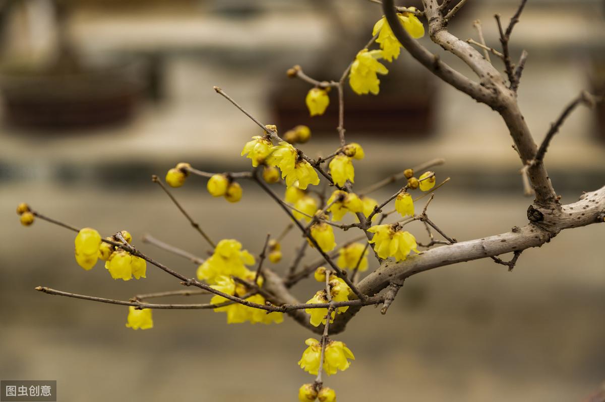 盆栽梅花生长过程,梅花的茎长什么样子?