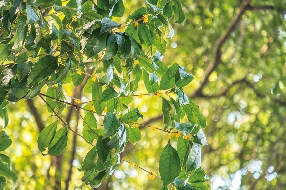 怎样栽桂花树,桂花换盆时间和方法?