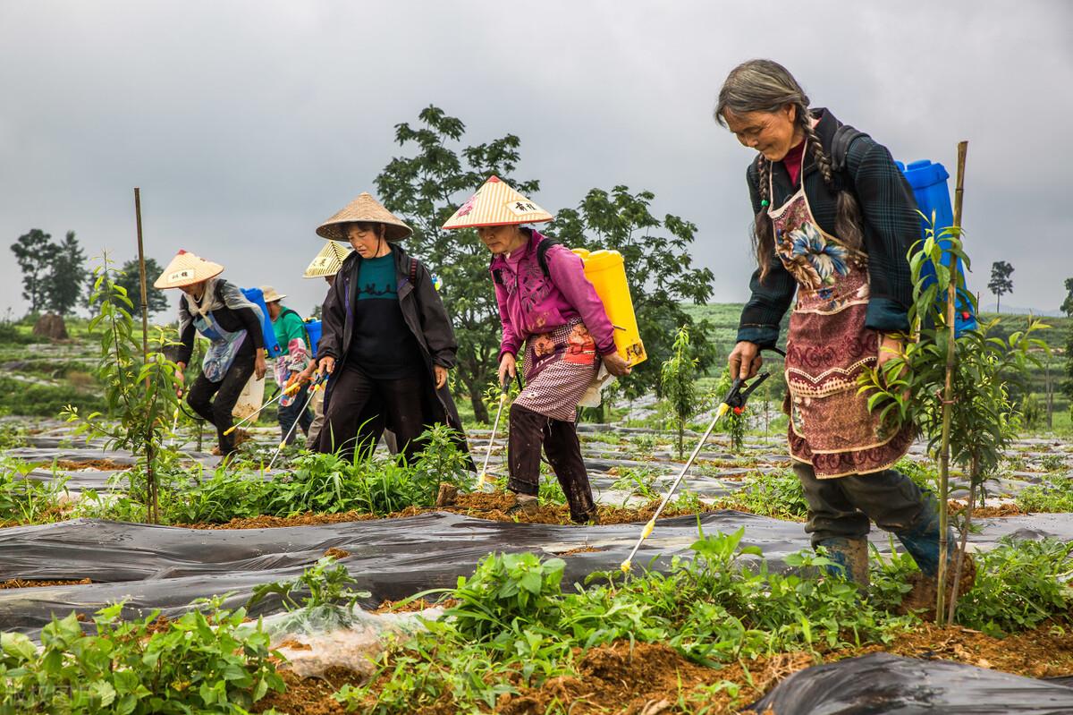 柑橘種植及橘園套種手藝_青島地域栽的桔子樹在外面能過冬嗎