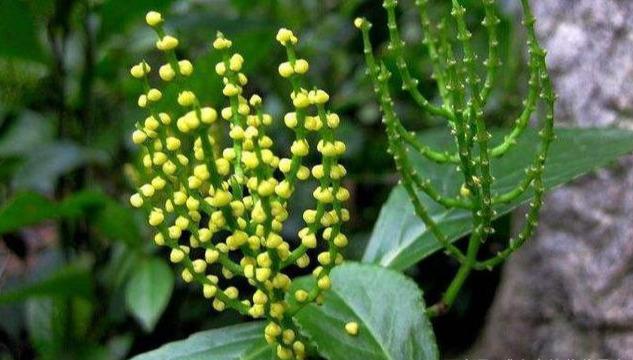 珠兰花茶,梨花茶属于什么茶?