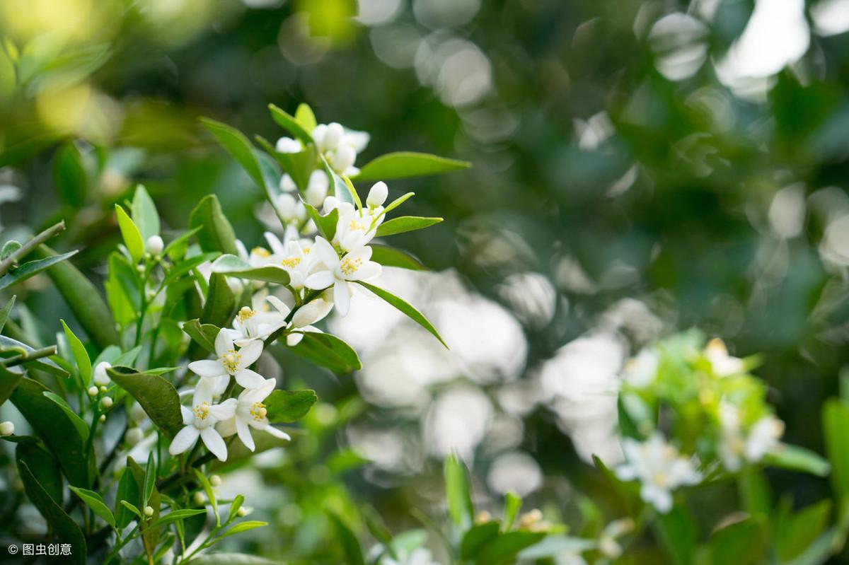 柑橘4月底病蟲害幾次能好_丑橘一年開幾次花