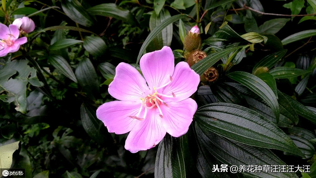 好养的小盆栽植物好看,小区绿化种植什么花草好?