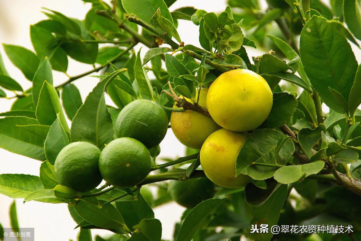 防蟲網(wǎng)內(nèi)種植柑橘手藝_用于臍橙種植的防蟲網(wǎng)有哪些保舉